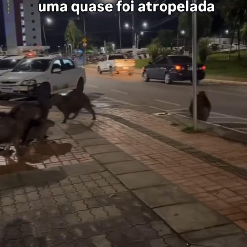 Capivaras em risco: Animais atravessam Parque Tucumã e quase sofrem acidente