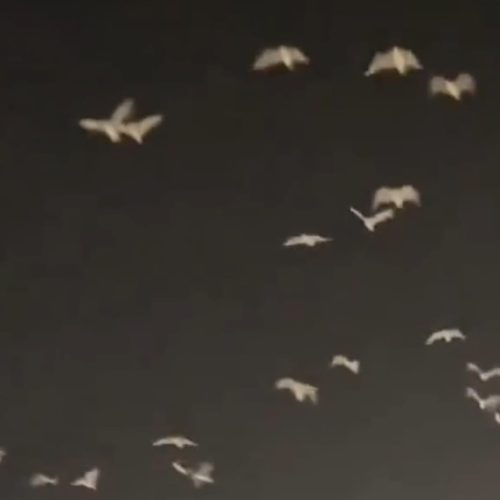 Vídeo de aves sobrevoando o Vaticano após velório do Papa Francisco ganha repercussão