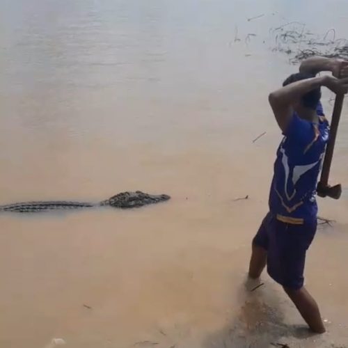 Vídeo mostra moradores matando jacaré com machado no interior