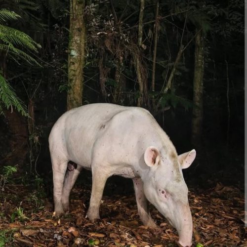 Um encontro raro no coração da Mata Atlântica!