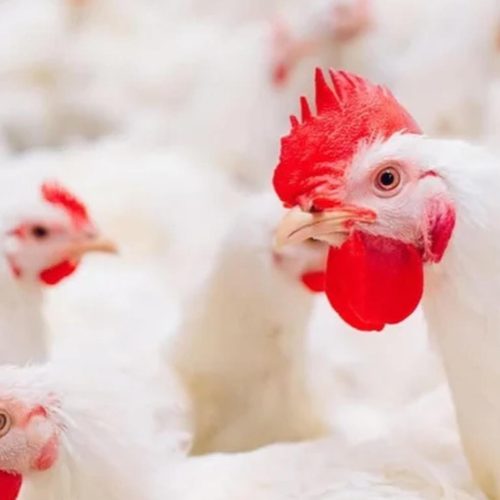 Primeiro caso de gripe aviária em granja comercial no Brasil é detectado no RS