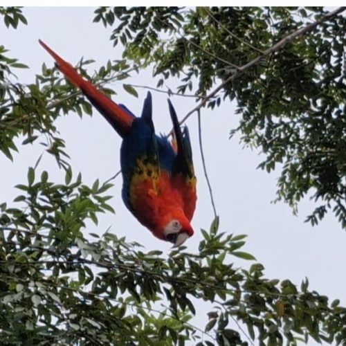 Arara vermelha encanta moradores e visitantes na comunidade São Pedro, no coração da Amazônia