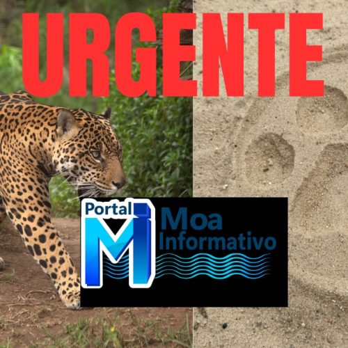 Moradores encontram rastros de onça-pintada no Bairro Guarani, em Mâncio Lima