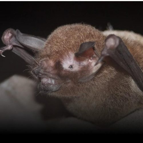 Pesquisadores identificam novo tipo de coronavírus em morcegos brasileiros