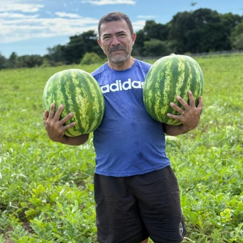 Verôncio Ventura: o maior produtor de melancia de Mâncio Lima
