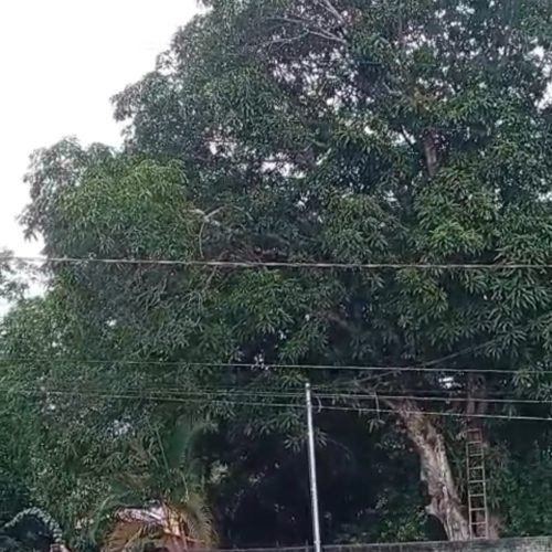 Um vídeo recebido pelo Portal Moa Informativo mostra o resgate impressionante de um gato em uma residência no bairro Guarani, em Mâncio Lima.