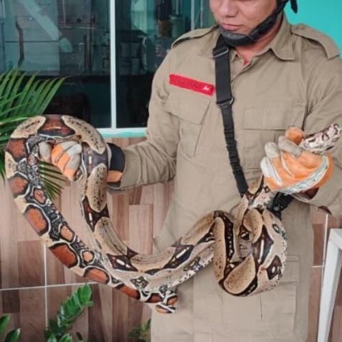 Jiboia de 2,5 metros é resgatada na varanda de casa em Rio Branco; animal estava em cadeira de balanço
