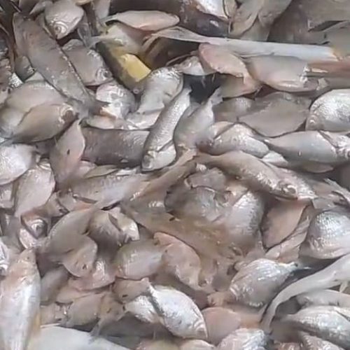 Vídeo mostra grande quantidade de peixes descartada no lixo em Mâncio Lima
