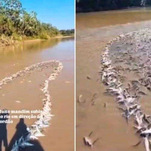 Grande quantidade de mandi é capturada no Jordão