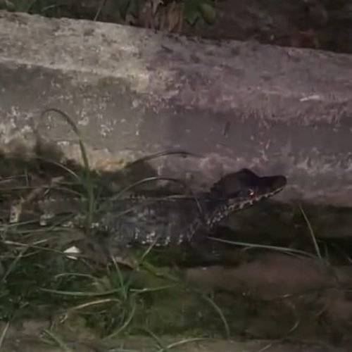 Filhote de jacaré é flagrado atravessando estrada no bairro Guarani