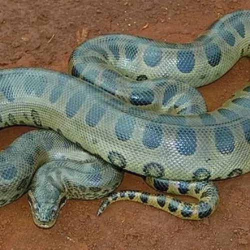 A maior cobra do mundo? Nova sucuri gigante é descoberta na Amazônia