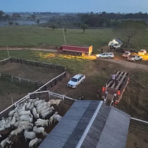 ICMBio denuncia invasão a frigorífico e roubo de gado apreendido na Resex Chico Mendes