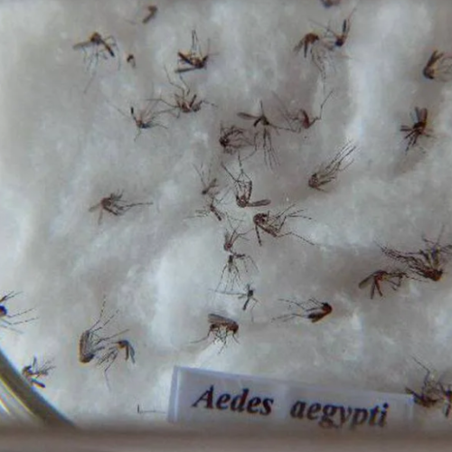 Acre tem a segunda maior incidência de casos prováveis de Zika no Brasil