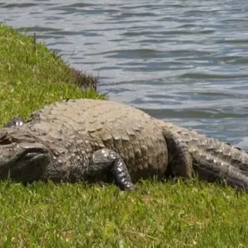Jacaré de 3,4 m derruba mulher de canoa e a devora em lago