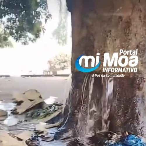 Fenômeno: árvore “jorra água” ao ser cortada, cena intriga moradores e vídeo viraliza; entenda