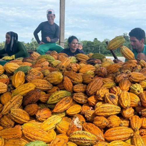 Cacau muda a realidade de famílias ribeirinhas no Juruá e ganha reconhecimento internacional
