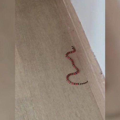 Sofá de casa em SC vira ninho com filhotes de cobra supervenenosa e 8 são encontrados