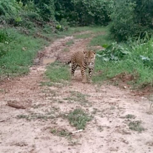 Morador flagra onça-pintada em ramal de Manoel Urbano