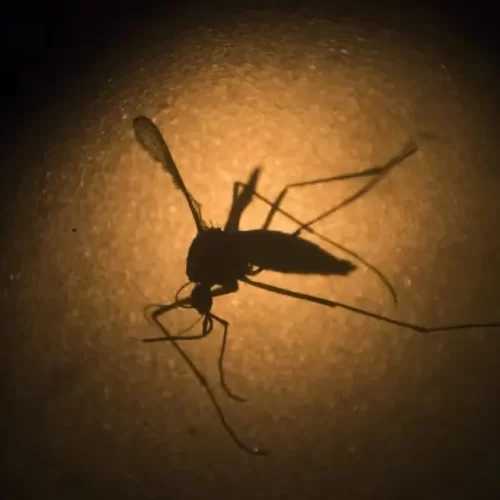 Alerta: mais da metade dos municípios do Acre está com média ou alta incidência de dengue
