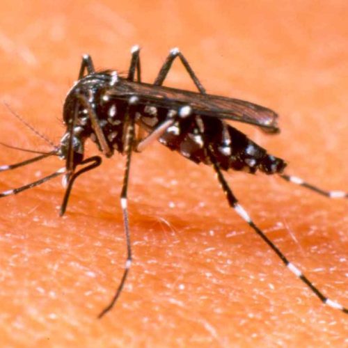 Acre entra em alerta e pode enfrentar cenário epidêmico de dengue em 2026, revela estudo