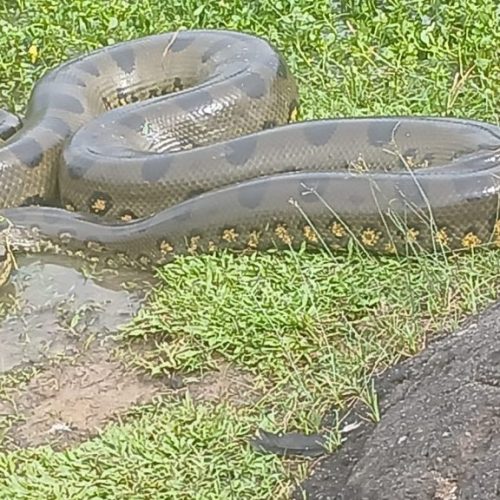 Morador encontra sucuri de 5 metros engolindo marreco e aciona bombeiros em Cruzeiro do Sul