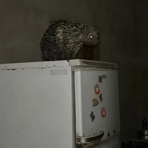 Porco-espinho é capturado em cima de geladeira em casa no Acre