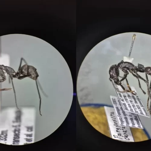 Pesquisa da Ufac mostra que formigas ajudam a medir recuperação ambiental na Amazônia