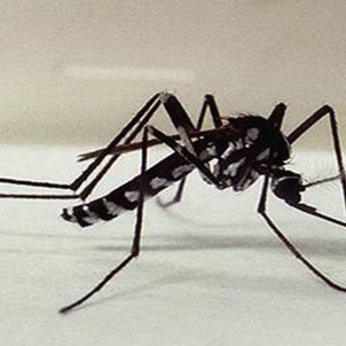 Cruzeiro do Sul lidera número casos de Chikungunya e Mayaro no Acre em 2025