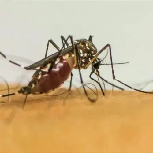 Acre registra 7.875 casos prováveis de dengue em 2025 e três mortes confirmadas