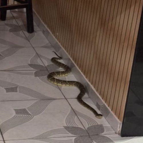 Momento de tensão: cobra jararaca aparece em cozinha de casa em Cruzeiro do Sul