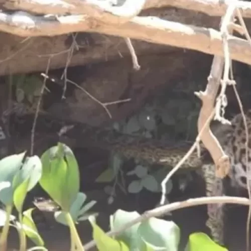 Onças fazem sucuri de “cabo de guerra” em disputa por alimento no Pantanal
