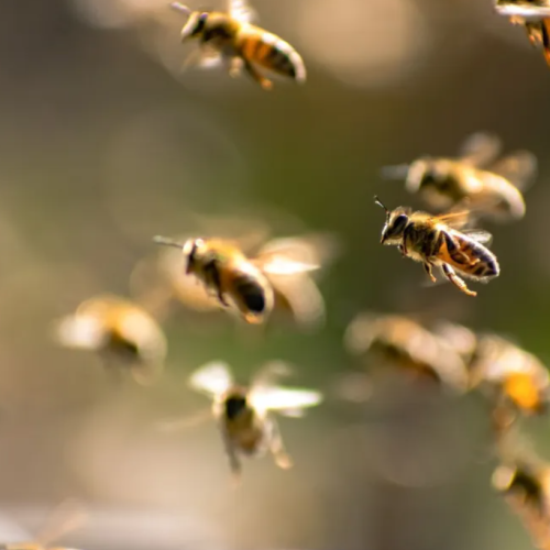 Homem morre após sofrer ataque de abelhas em Goiânia, no Goiás